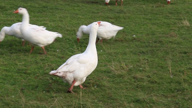 farm life, the bird pecks natural food - footage / subsistence agriculture, clean air and ecology, pets - domestic goose, a healthy environment and a real big geese