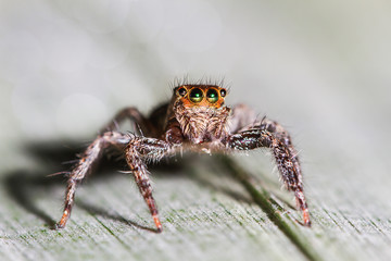 Selective focus macro of spider on blurred leaf background