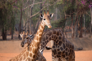 giraffe (giraffa camelopardalis)