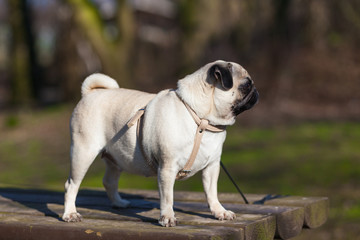 Fototapeta premium Pug dog