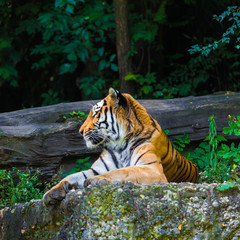 Fototapeta na wymiar Tiger in forest