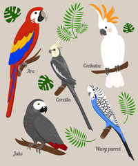 Naklejka premium Parrots Cartoon Vector Illustration. Parrot set Exotic birds