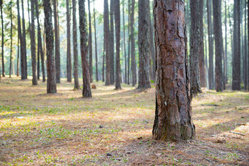 Mountain pine tree garden.