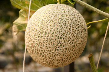 melon