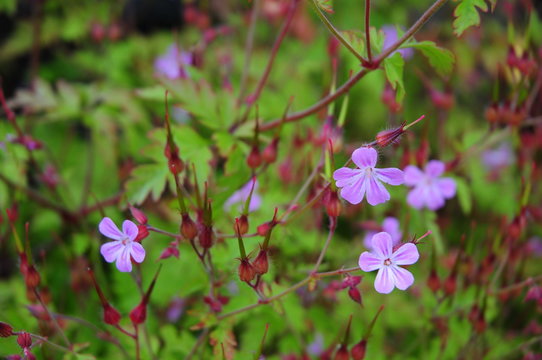 Blomma