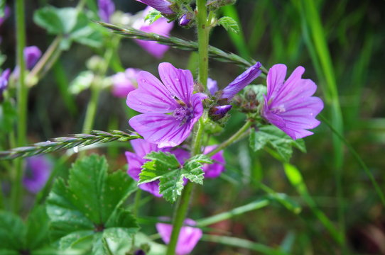 Blomma