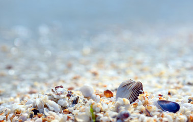 Shell on the beach