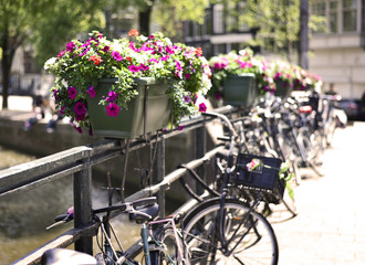 Fototapeta na wymiar Selective focus of flowers in a flower pot. Amsterdam city with bicycles locked on a bridge at the canal.