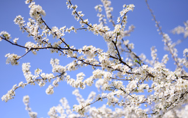 Spring flowers 