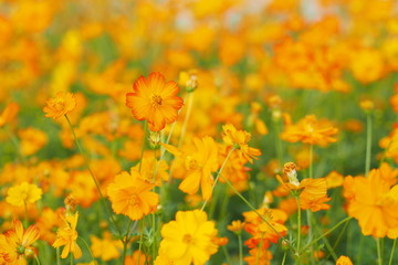 Yellow flower of cosmos blossom in summer