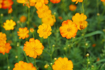 Yellow flower of cosmos blossom in summer