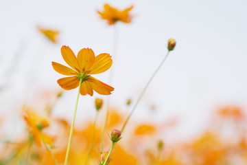 Yellow flower of cosmos blossom in summer
