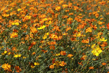 Beautifull winter Flowers