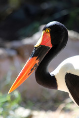 TIERE_1961_Sattelstorch