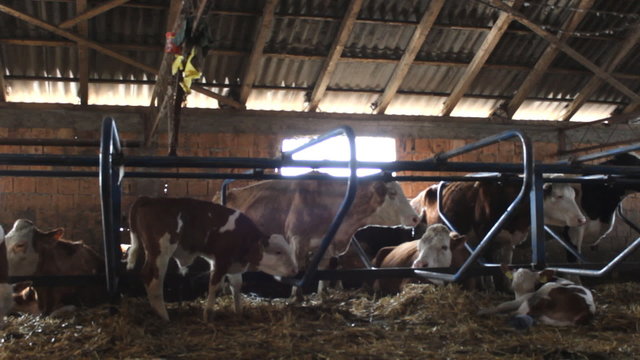 Dairy cows farm Simmental cattle