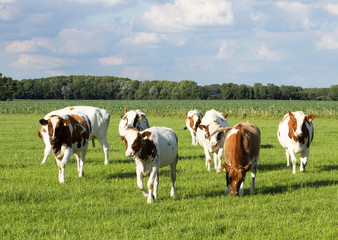 Fototapeta na wymiar Young cows