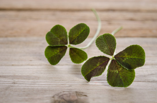 two four-leaves clovers for good luck isolated on wooden backgro