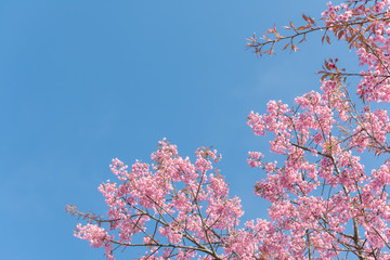Wild Himalayan Cherry (Prunus cerasoides) blossom in spring seas