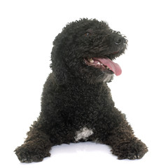 spanish water dog