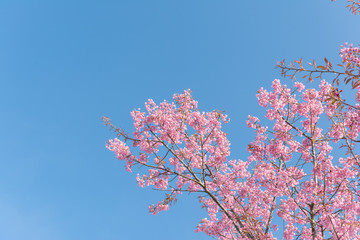 Wild Himalayan Cherry (Prunus cerasoides) blossom in spring seas