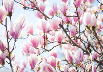 Beautiful light pink magnolia flowers on blue sky background. Shallow DOF