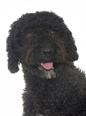 spanish water dog