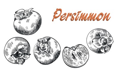 persimmon sketches set