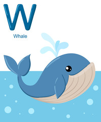 Alphabet for children. Cute vector zoo alphabet with cartoon animals isolated on white  W whale