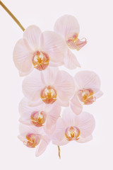 Fototapeta na wymiar Phalaenopsis