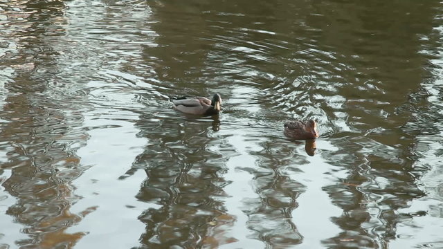 ducks in the river in the park