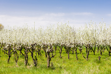 Fototapeta na wymiar blooming apricot orchard
