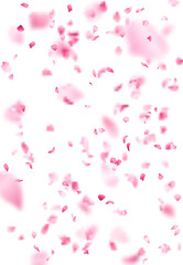 Pink sakura petals background.