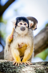 Maman singe saimiri portant son bébé