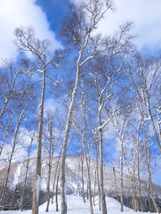 白樺の森の雪景色
