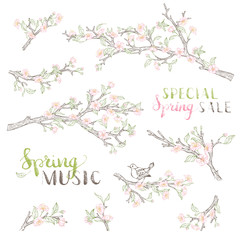 Vector set of spring branches in bloom.