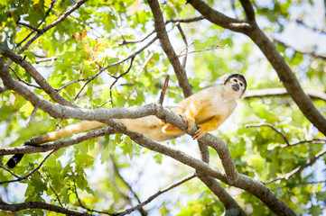 Singe jaune saimiri à tête noire dans les arbres