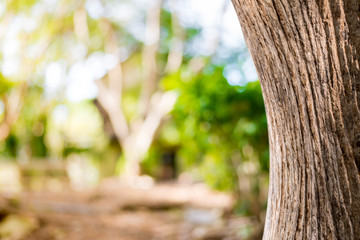Obraz premium Tree bark texture with natural green spring background.