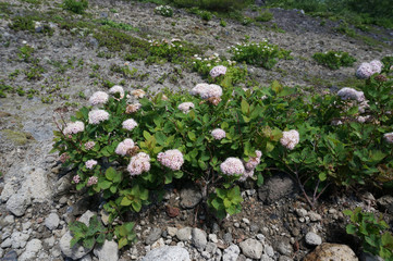 樽前山のマルバシモツケ