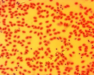 Frog (Rana sp.) blood smear (blood cells) (stained by haematoxylin - eozin) - permanent slide plate under high magnification