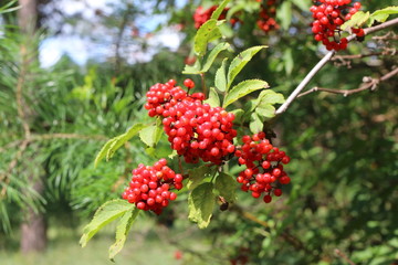 Ripe red elderberry (Sambucus racemosa) berries in the summer forest