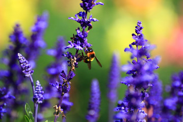 Honey bee on flower.