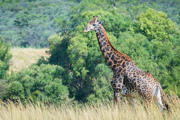 Giraffe on savanna in South Africa