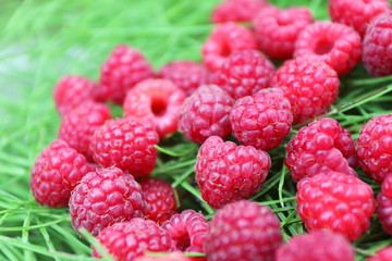 Scattering of the fresh-picked forest raspberries (Rubus idaeus) lying on the horsetail stems