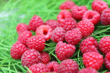 Scattering of the fresh-picked forest raspberries (Rubus idaeus) lying on the horsetail stems