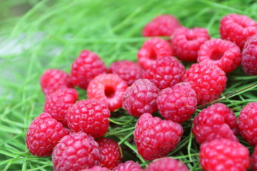 Scattering of the fresh-picked forest raspberries (Rubus idaeus) lying on the horsetail stems