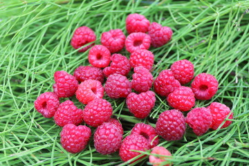 Scattering of the fresh-picked forest raspberries (Rubus idaeus) lying on the horsetail stems