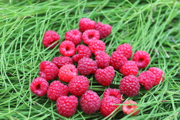 Scattering of the fresh-picked forest raspberries (Rubus idaeus) lying on the horsetail stems