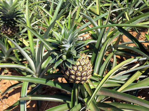 パイナップル畑様 リクエスト 7点 まとめ商品 fit=scale-down,w=1200