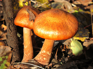 Honey funguses (Armillaria mellea) in the autumn forest