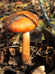 Honey fungus (Armillaria mellea) in the autumn forest